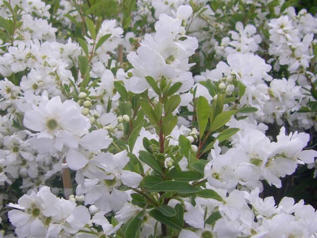 Exochorda macrantha 'The Bride'
 